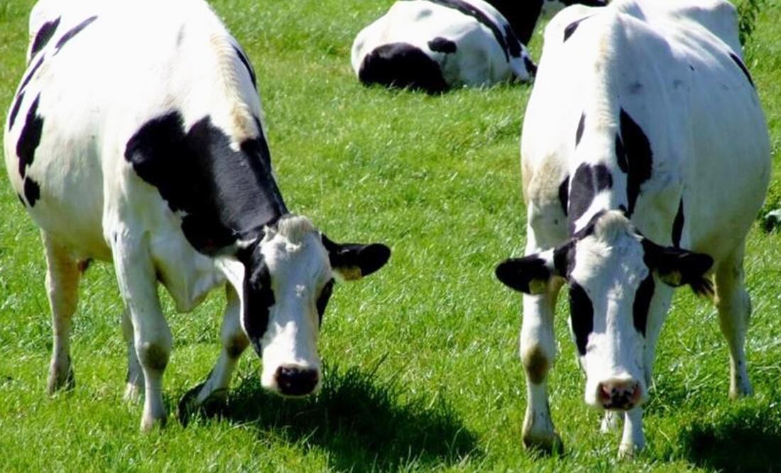 Foto: El Universal, archivo