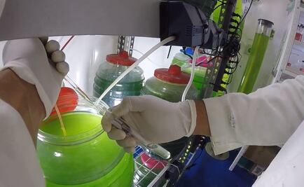 Empresa mexicana es pionera en uso de microalgas para purificar aire