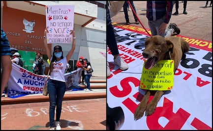 Activistas exigen freno al maltrato animal en Hidalgo