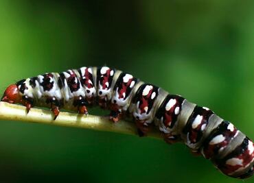 Activan alerta en Perú por envenenamiento de bióloga tras contacto con oruga ponzoñosa