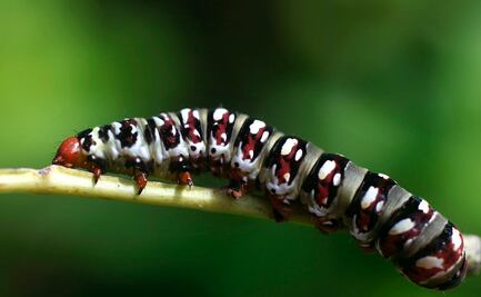 Activan alerta en Perú por envenenamiento de bióloga tras contacto con oruga ponzoñosa