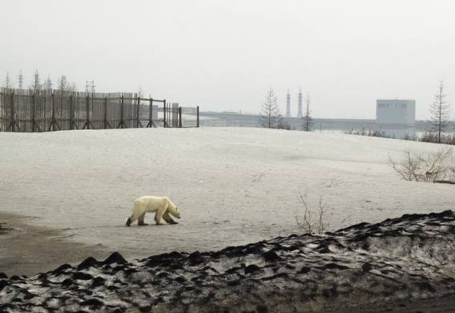 Captan a oso polar en ciudad industrial de Siberia
