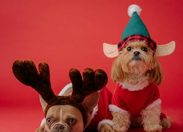 5 ideas de regalos navideños para mascotas