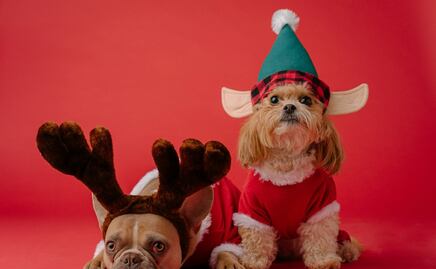 5 ideas de regalos navideños para mascotas