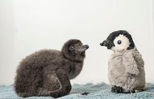 Mono bebé viral inspira a cuidadores de pingüino huérfano; le dieron un peluche de pato al pichón