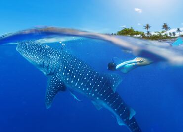 ¿Cuánto cuesta nadar con el tiburón ballena?