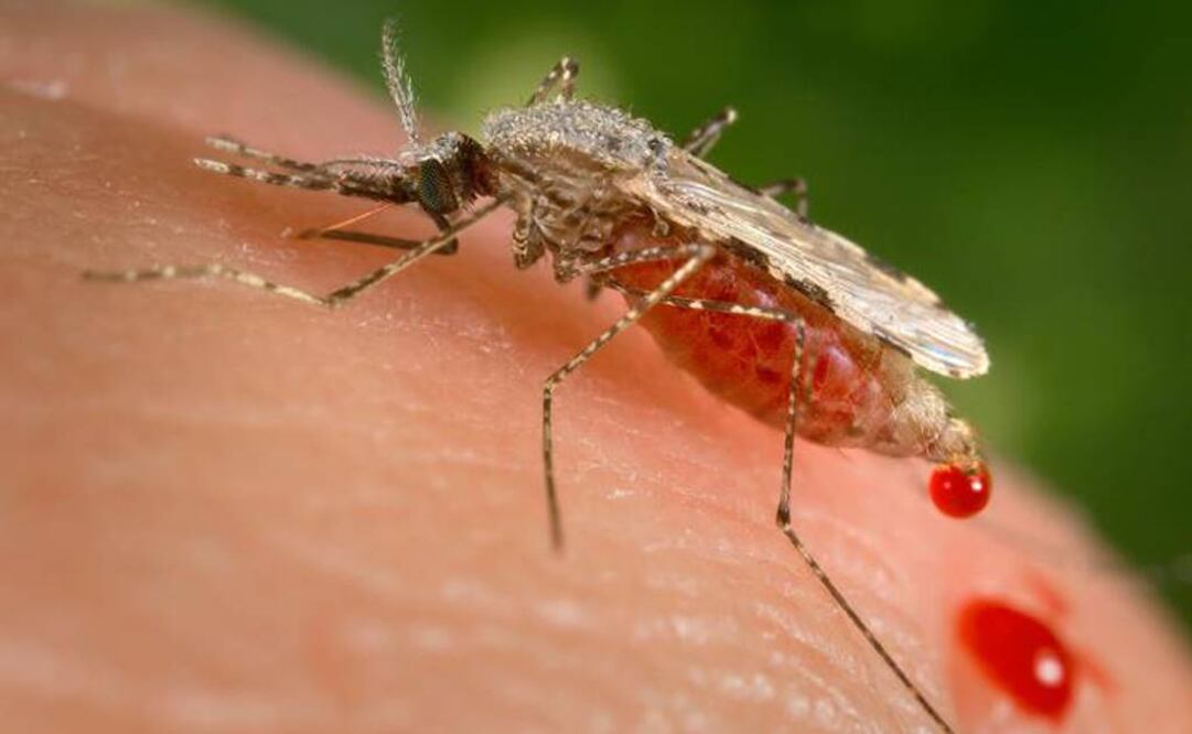 El zika surgió en la selva y es ahí donde tiene su ciclo, por lo que se dice que es endémico de estos lugares. FOTO: Archivo/AP.