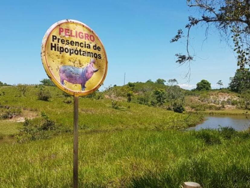 Hipopótamos de Pablo Escobar, un riesgo para la población: autoridades