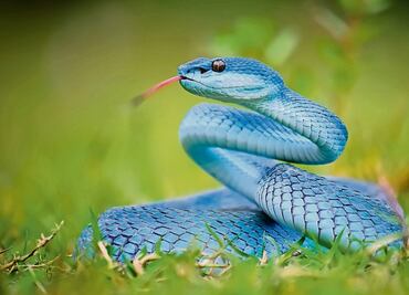 Comprobado: científicos descubren que las serpientes sí tienen clítoris