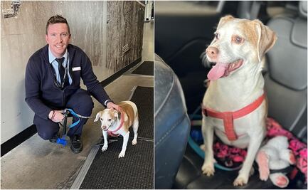 Abandonan a perrita en aeropuerto; su jaula no cabía bajo el asiento del avión