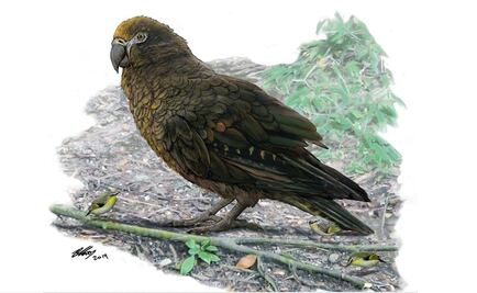 Descubren en Nueva Zelanda los restos del loro más grande del mundo