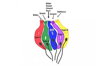 Descubren célula gustativa multitarea; detecta todos los sabores menos el salado