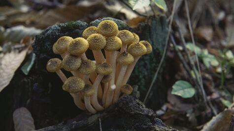 El hongo que pesa más que tres ballenas juntas