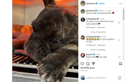 Ley Duque: ¿de qué se trata el proyecto en Chile para llorar a las mascotas fallecidas?