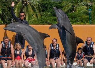 Propone PRD cerrar delfinarios por maltrato animal