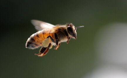 Abejas nativas: polinizadoras al rescate