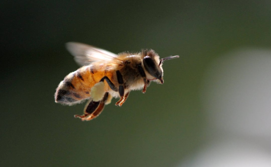 (ARCHIVO. EL UNIVERSAL)