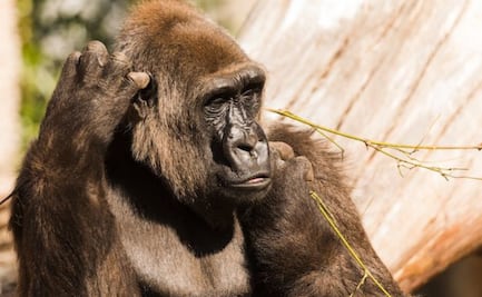 ¿Qué comen los gorilas?; biólogo responde