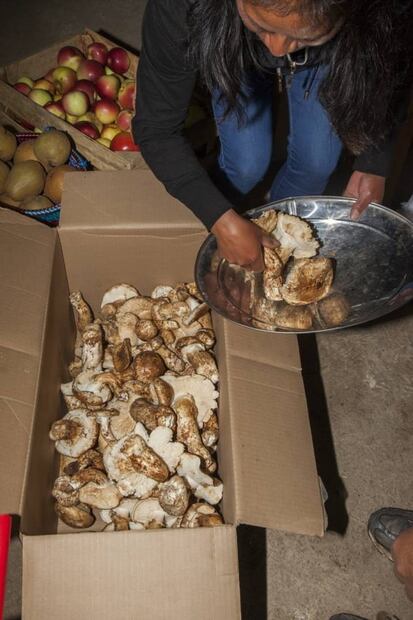 Monstruo de agua, la única cerveza hecha con hongos oaxaqueños