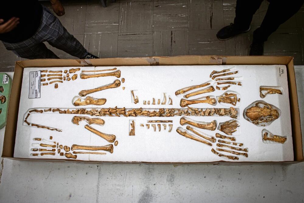 Los restos completos de un jaguar hallado en Teotihuacan forman parte del acervo del Laboratorio de Paleozoología del IIA. Foto: Gabriel Pano / EL UNIVERSAL