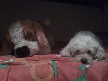 Celebran en redes sociales el Día del Perro