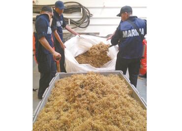 Marina define plan para frenar el sargazo