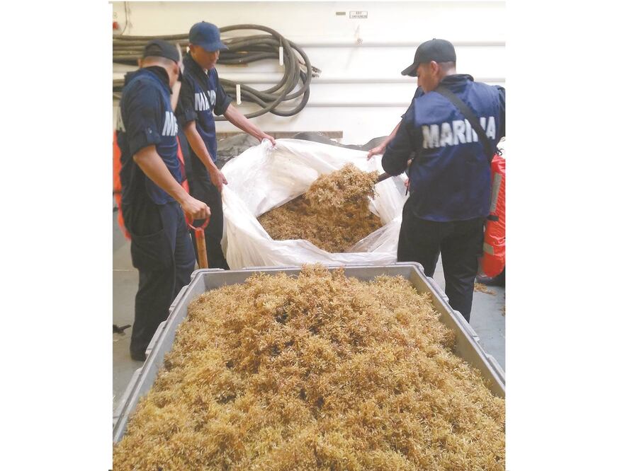 La Marina prevé en un largo plazo evitar que el sargazo afecte a las zonas turísticas del país, mediante una agenda de contención. Foto/ARCHIVO EL UNIVERSAL