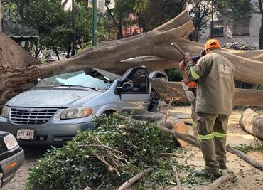 Camioneta queda destruida tras caída de árbol gigante en la colonia Juárez