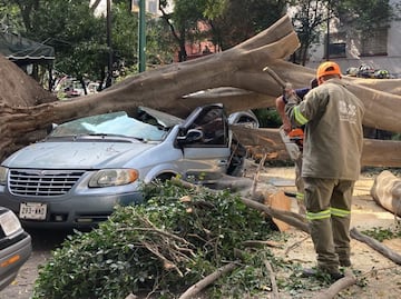 Camioneta queda destruida tras caída de árbol gigante en la colonia Juárez