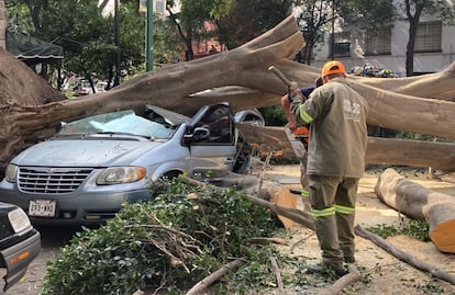 Camioneta queda destruida tras caída de árbol gigante en la colonia Juárez