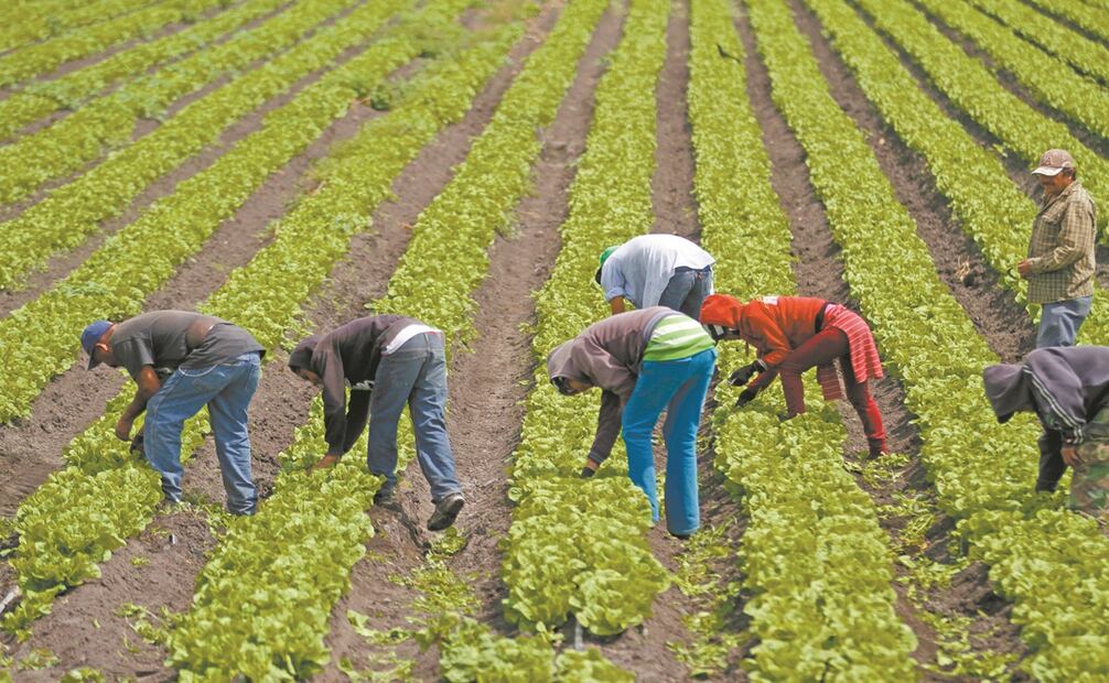 La mano de obra extranjera desempeña un papel crucial en otros sectores económicos, como la agricultura, los servicios o la construcción. Foto: Archivo/EL UNIVERSAL.