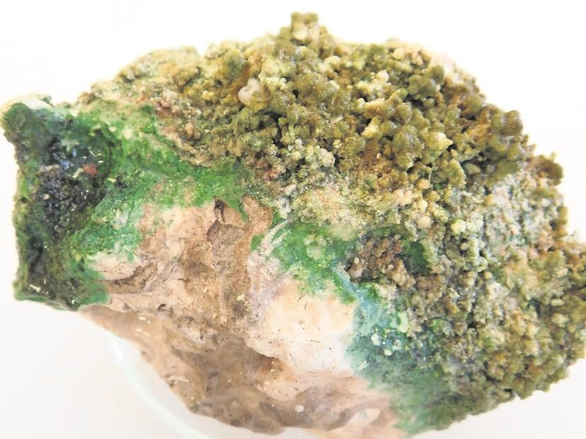 De acuerdo con los estudios, los estromatolitos de Quintana Roo tendrían 10 mil años de vida. Foto: Arturo Bayona