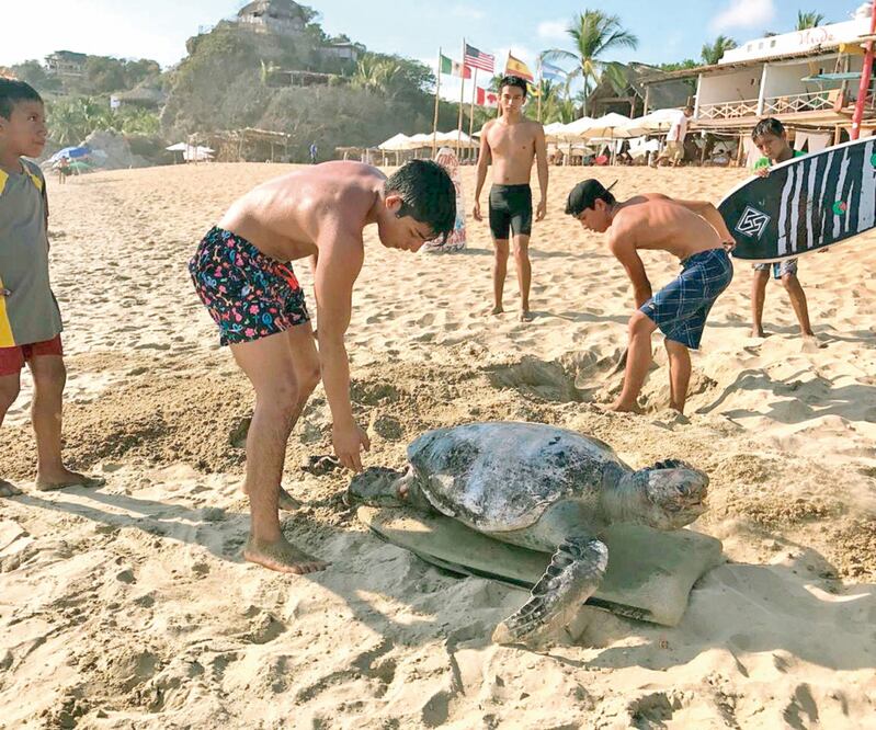 Al ver los cuerpos de las tortugas arrojados por el mar, varios jóvenes cavaron tumbas para enterrarlas. Fotos: Fernando Miranda