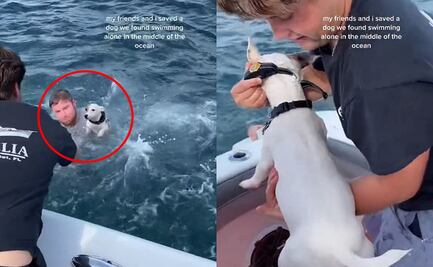 ¡Impresionante! Rescatan a perrito náufrago y video del caso se hace viral