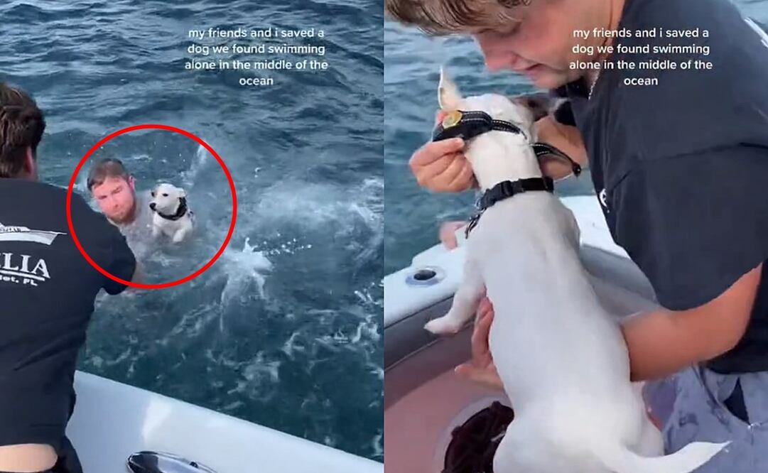 El perro rescatado dejó conmocionados a los amantes de los animales. Foto: TikTok