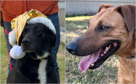 ¡Magia real! Tres perritos ayudantes de los Reyes Magos y Santa son adoptados del CTC