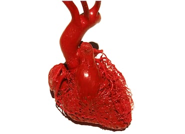 Crean el mapa celular más detallado del corazón contra enfermedades cardíacas