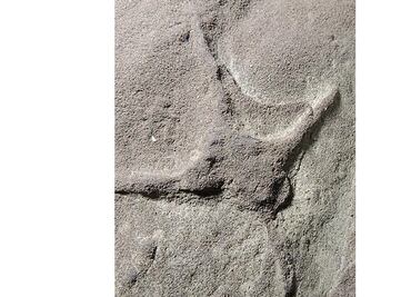 Descubren en Coahuila huellas de aves que convivieron con dinosaurios hace 66.1 millones de años