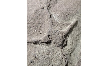 Descubren en Coahuila huellas de aves que convivieron con dinosaurios hace 66.1 millones de años