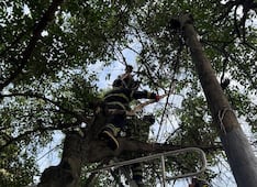 Bomberos de la CDMX rescatan a hombre que subió a un árbol de 12 metros en Xochimilco; fue puesto a salvo