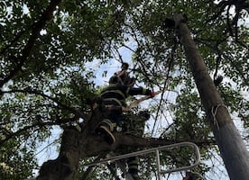 Bomberos de la CDMX rescatan a hombre que subió a un árbol de 12 metros en Xochimilco; fue puesto a salvo