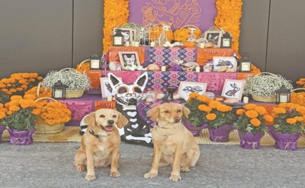 El sacerdote que bautizó a un perro y la industria de la felicidad canina