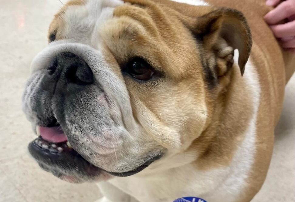 "Babydog", la bulldog inglesa que es una celebridad en Virginia Occidental. Foto: Instagram: @jimjusticewv