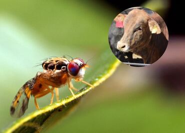 EU y México reactivarán planta productora de moscas estériles en Chiapas; buscan combatir al gusano barrenador