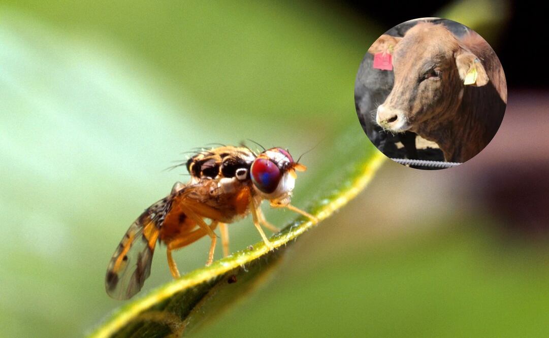 EU y México van a producir moscas estériles en Chiapas (06/07/2025). Foto: Gobierno de México / Especial