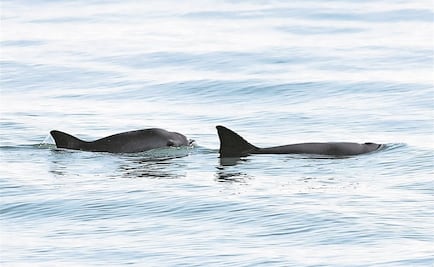 Hábitat de la vaquita marina en México, declarado Patrimonio en Peligro