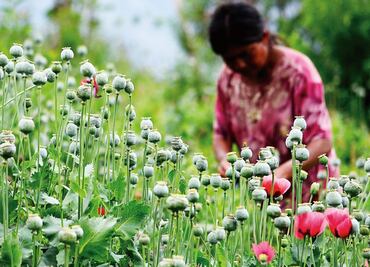 Extreme poverty and hunger has forced Mexican farmers to plant opium poppy