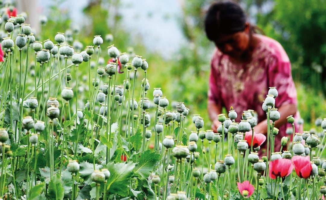 According to farmers from the Guerrero mountains, at least 1,280 communities planted poppy and almost 50,000 made a living through this - Photo: Salvador Cisneros Silva/EL UNIVERSAL