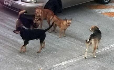 Urge diputada panista a controlar población de perros y gatos callejeros