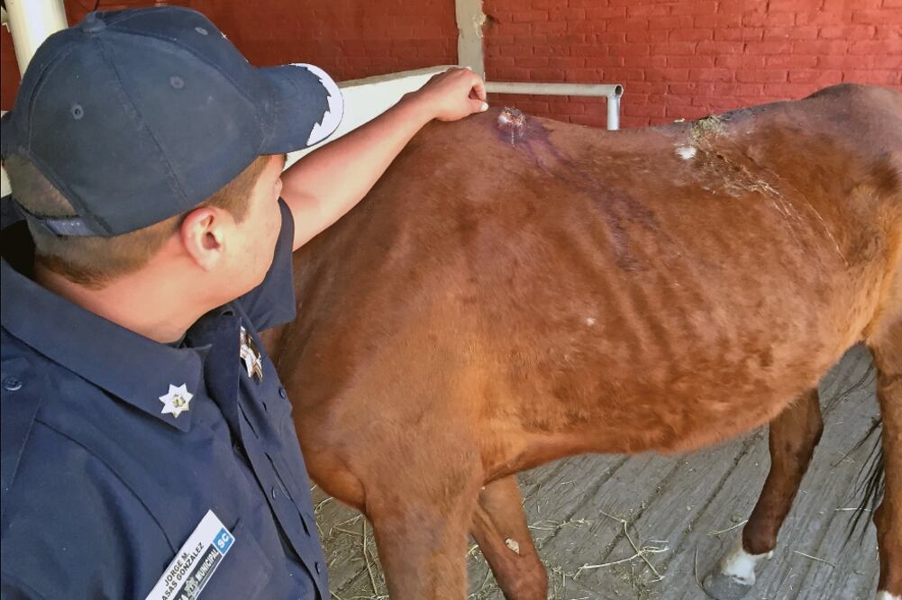 Los 22 equinos de la Policía Montada se encuentran desnutridos, razón por la que se les marcan las costillas y huesos. Todos pesan alrededor de 200 kilos, el peso normal de un caballo es de 500 kilos (REBECA JIMÉNEZ. EL UNIVERSAL)